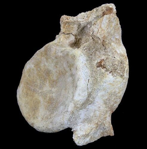 Plesiosaur (Zarafasaura) Cervical Vertebrae - Morocco #64394